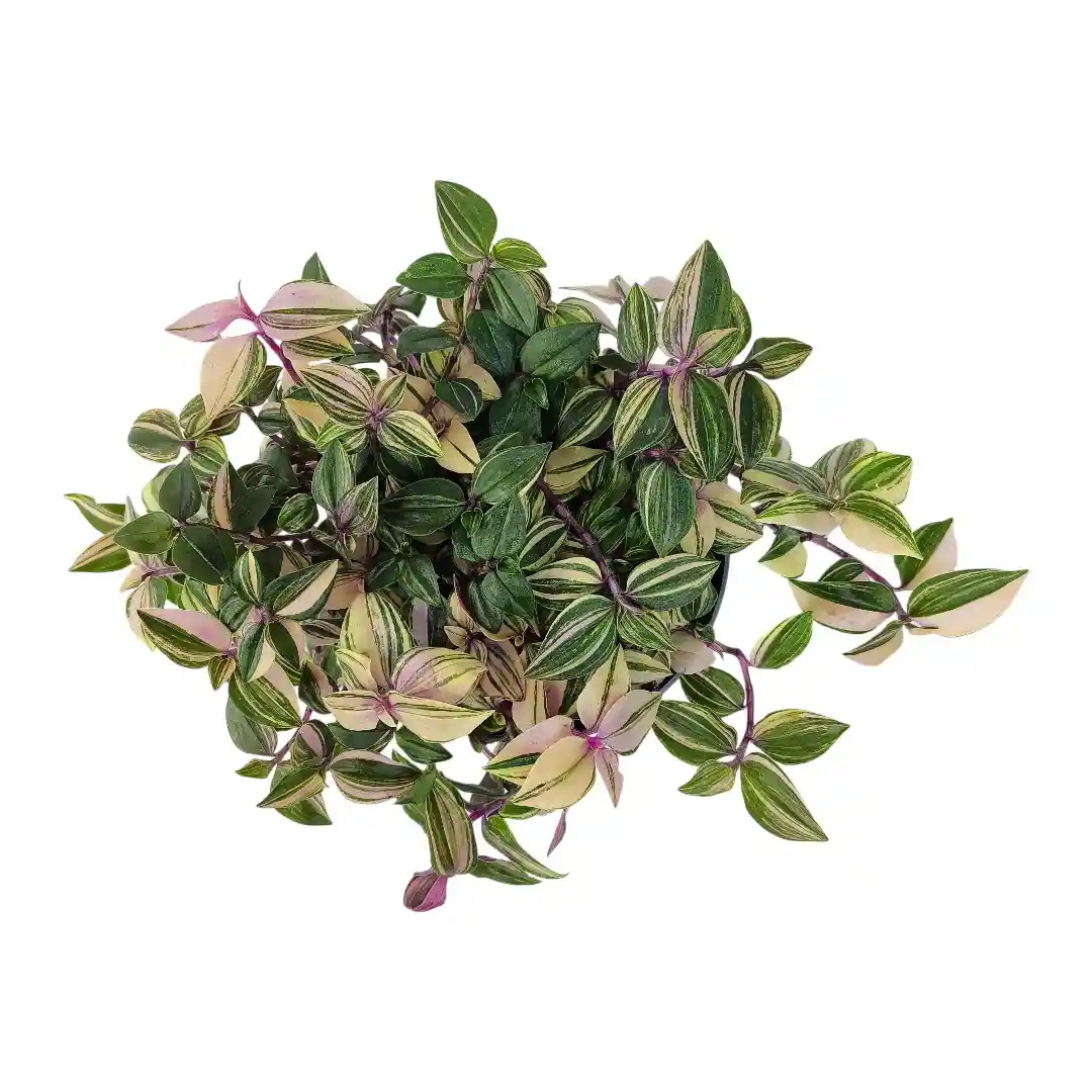 Традесканция  квадриколор / Tradescantia fluminensis Quadricolor купить