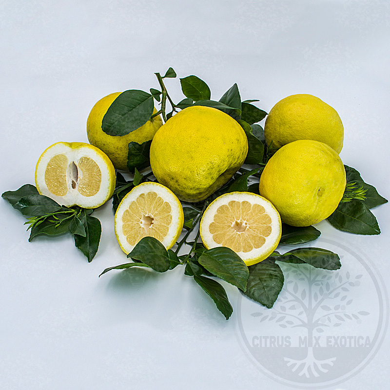 Грейпфрут Свити или Оробланко / Grapefruit Sweetie or Oroblanco — цитрусовое растение, детальное фото

