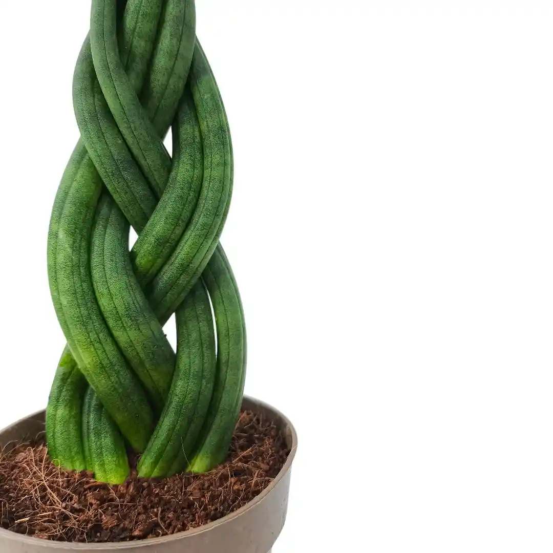 Сансевиерия цилиндрика косичка / cylindrica Braided купить