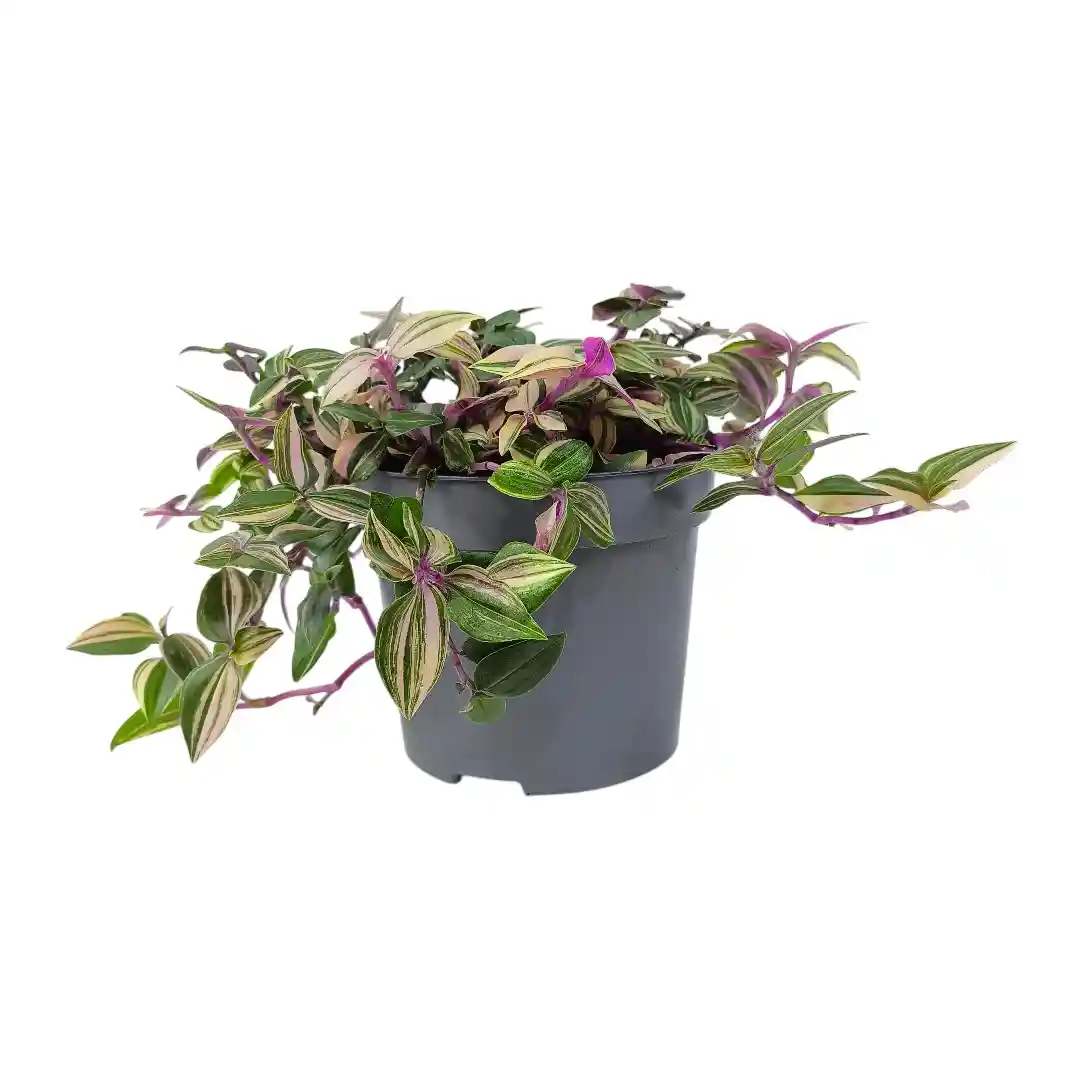 Традесканция  квадриколор / Tradescantia fluminensis Quadricolor купить