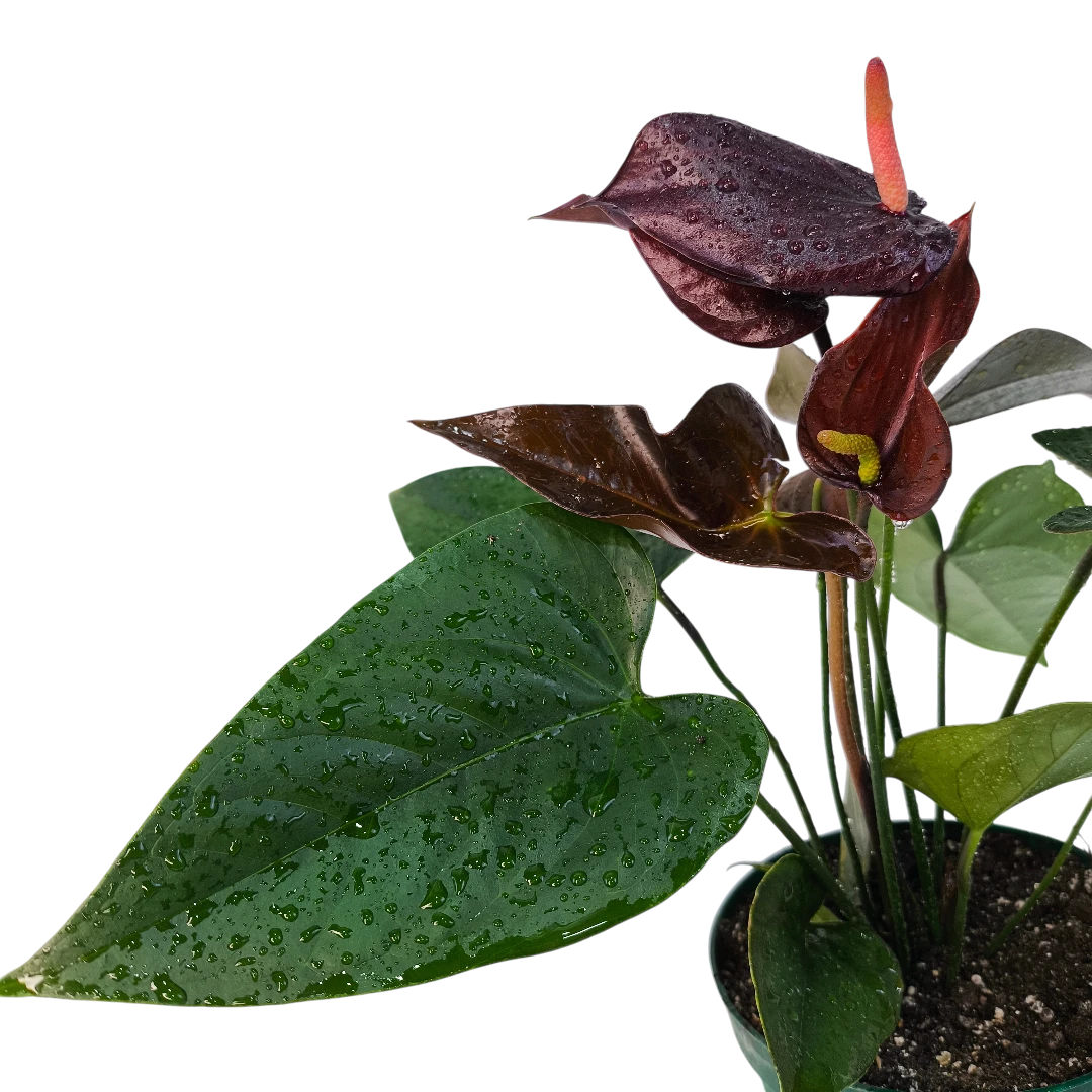 Антуриум Андрианум Блэк Мэджик / Anthurium Andreanum Black Magic купить