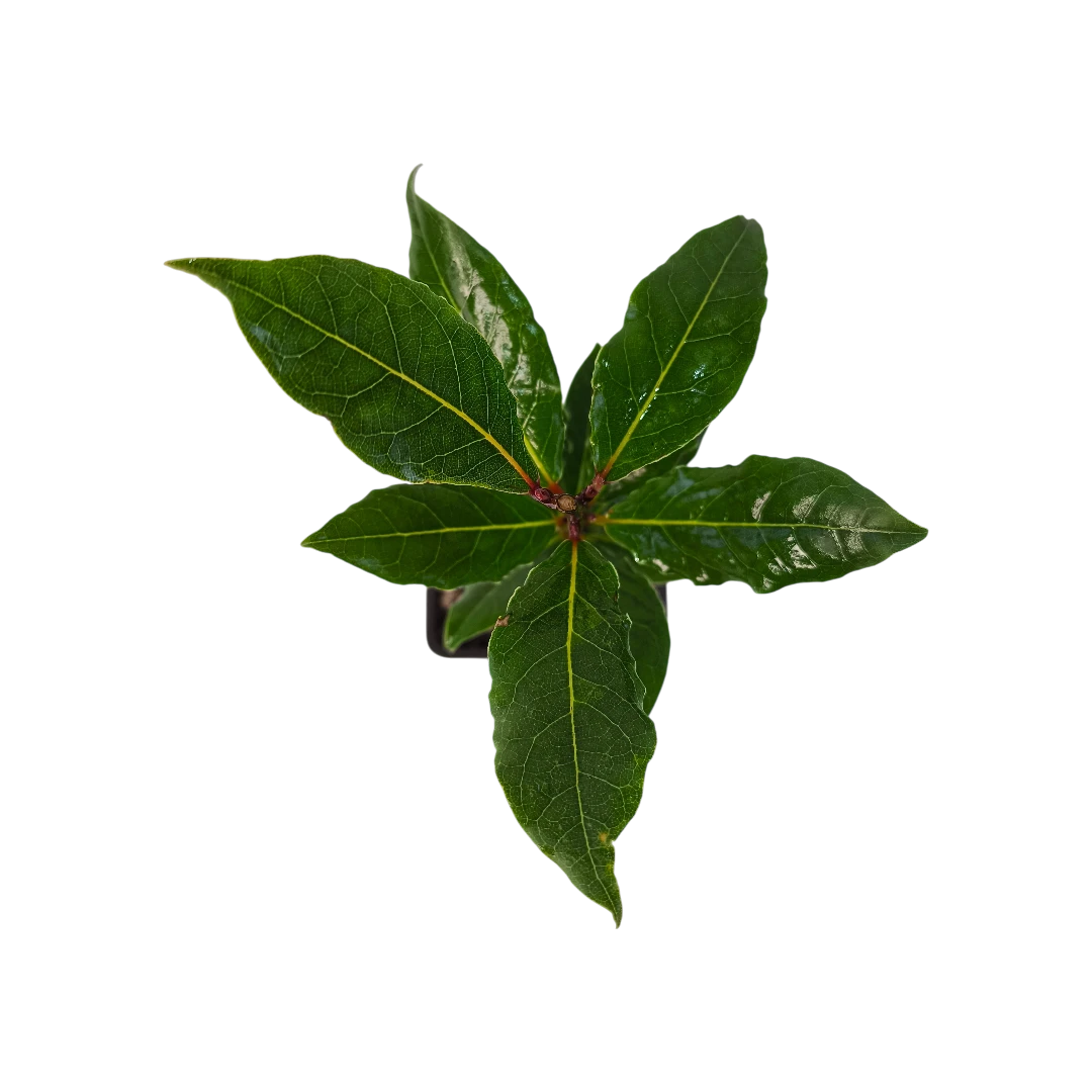 Лавр Нобилис / Laurus Nobilis купить