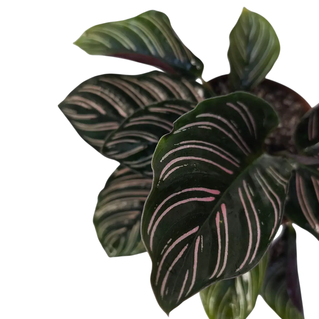 Калатея Сандериана Орната/ Calathea sanderiana, Ornata купить